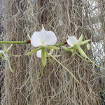 Angraecum  eburneum var xerophyllum