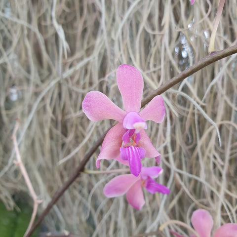 Phalaenopsis Orchidom Nancy