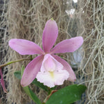 Cattleya harrisoniana