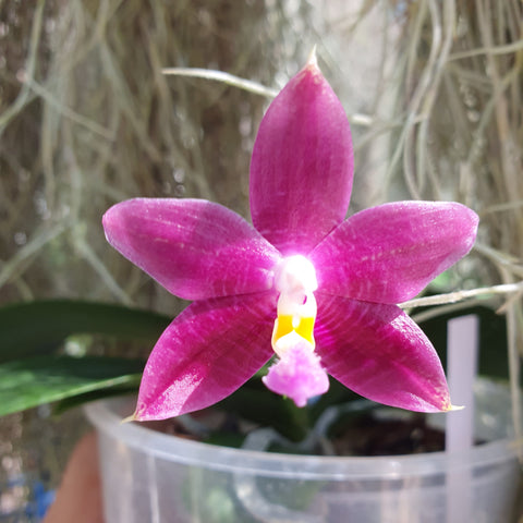 Phalaenopsis Mituo Speciosa