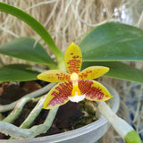 Phalaenopsis cornu cervi x inscriptiosinensis