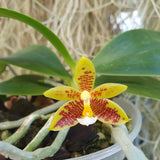 Phalaenopsis cornu cervi x inscriptiosinensis