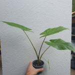 Alocasia brisbanensis