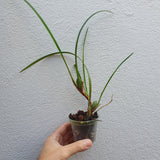 Maxillaria  tenuifolia