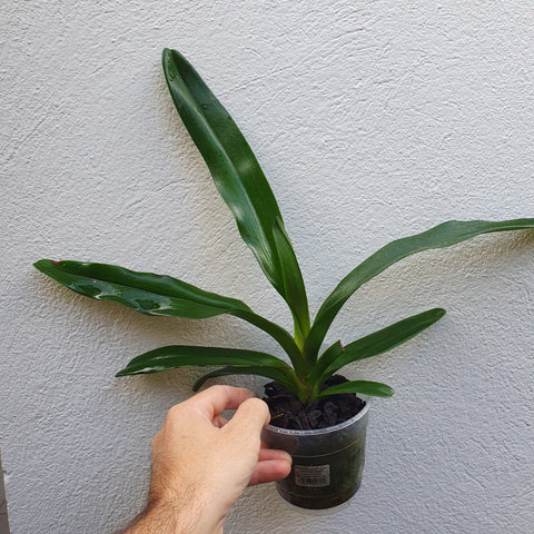 Angraecum  eburneum