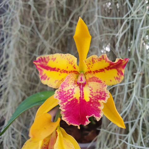 Cattleya - Sergioara Hsinying Free Trick 'Sunrise'