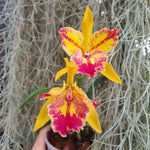 Cattleya - Sergioara Hsinying Free Trick 'Sunrise'