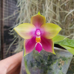 Phalaenopsis Lioulin Black Spots