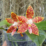 phalaenopsis amboinensis x phalaenopsis zebrina