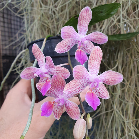 Phalaenopsis lindenii x mariae