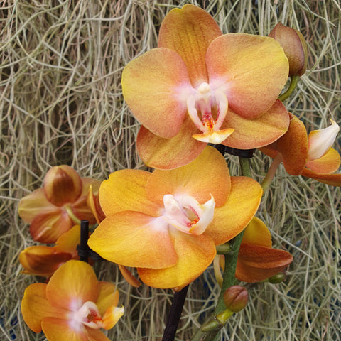 Phalaenopsis Las Vegas