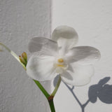 Vanda coerulea alba