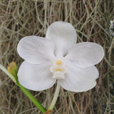Vanda coerulea alba