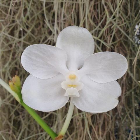 Vanda coerulea alba