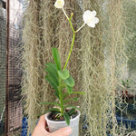 Vanda coerulea alba
