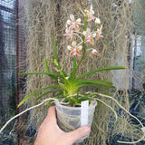 Vanda lamellata var remediosae