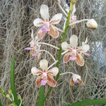 Vanda lamellata var remediosae