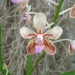 Vanda lamellata var remediosae