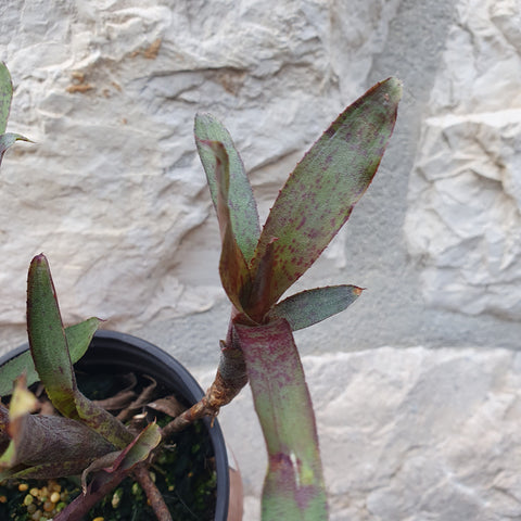 Neoregelia liliputiana hybride