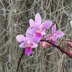 Phalaenopsis equestris var rosea