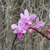 Phalaenopsis equestris var rosea