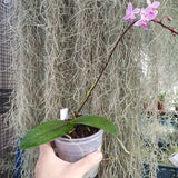 Phalaenopsis equestris var rosea