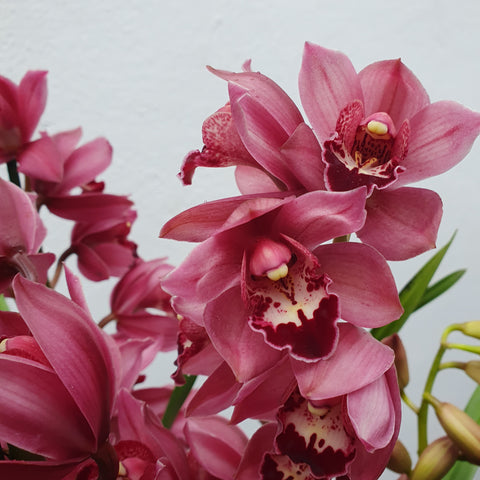 cymbidium Pink Lady