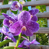 Vanda betty blue