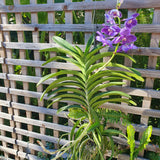 Vanda betty blue