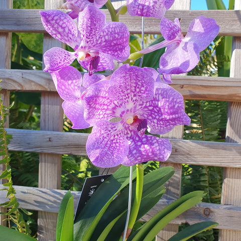 Vanda bleu clair