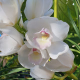 cymbidium White Flame