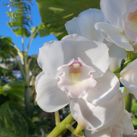 cymbidium White Flame