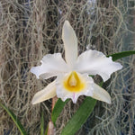 Laeliocattleya The Hon. Mrs. Astor gx