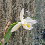 Laeliocattleya The Hon. Mrs. Astor gx