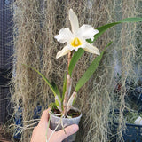 Laeliocattleya The Hon. Mrs. Astor gx