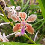 Vanda lamellata var Calayana