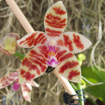 Phalaenopsis speciosa x Little Fox