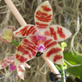 Phalaenopsis speciosa x Little Fox