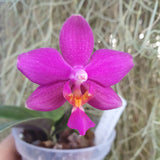 Phalaenopsis schilleriana x bellina