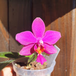 Phalaenopsis schilleriana x bellina