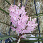 Vanda christensoniana