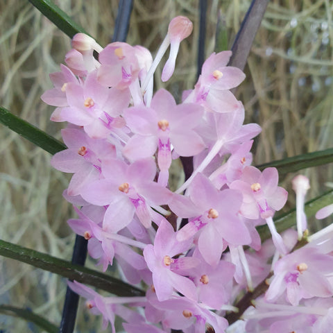 Vanda christensoniana