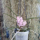 Vanda christensoniana