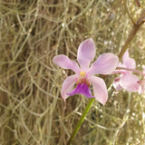 Vanda coerulescens x holcoglossum amesianum