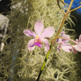 Vanda coerulescens x holcoglossum amesianum