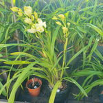 cymbidium white widow