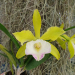 Procatavola Wufong Jade