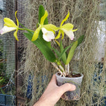 Procatavola Wufong Jade