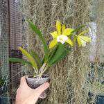 Procatavola Wufong Jade