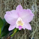 Cattleya Doris and Bryan Xmas Rose